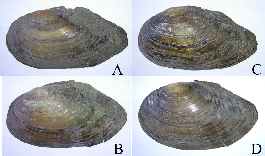 Фондовые материалы Anodonta anatina, ошибочно определенные ранее как Anodonta mutabilis var. cellensis (A, B) и A. mutabilis var. cygnea