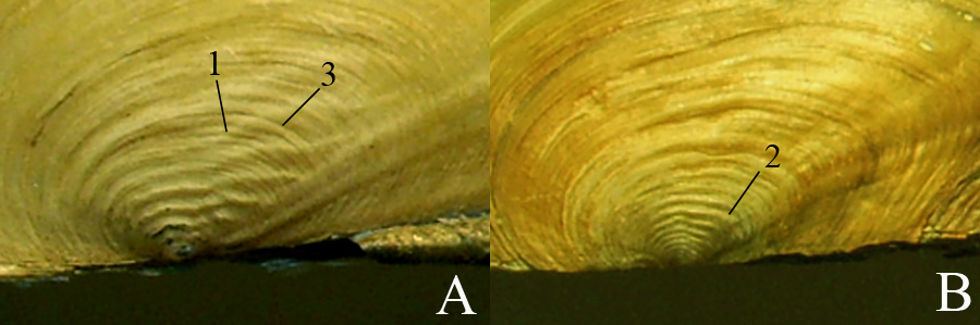 Макушечная скульптура Anodonta anatina (A) и Anodonta cygnea (B)