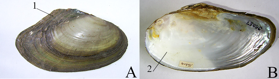 Диагностические признаки, характерные для раковин молодых (A) и старших (B) особей Anodonta anatina