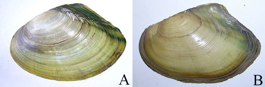 Зеленоватые оттенки и зачатки зеленых радиальных лучей на раковинах молодых особей Anodonta anatina
