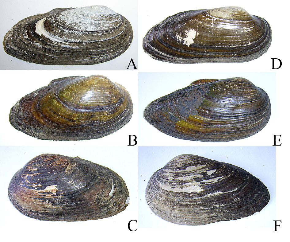 Возможное сходство очертаний створок Batavusiana crassa и других видов перловиц