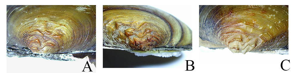 >Возможное сходство макушечной скульптуры Batavusiana crassa (A), Unio pictorum (B) и Unio tumidus (C)