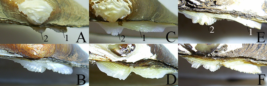 >Относительная длина кардинальных зубов левой створки