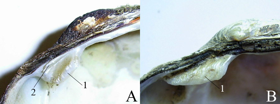 Кардинальные зубы правой створки у Batavusiana crassa (A) и крупного экземпляра Unio tumidus