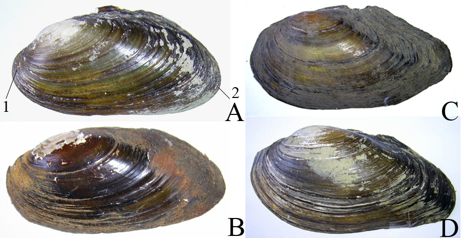 Сравнение общих очертаний левой створки Pseudanodonta complanata (A, B) и Anodonta anatina (C, D)