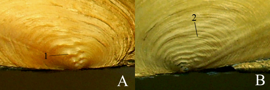 Макушечная скульптура Pseudanodonta complanata (A) и Anodonta anatina (B)