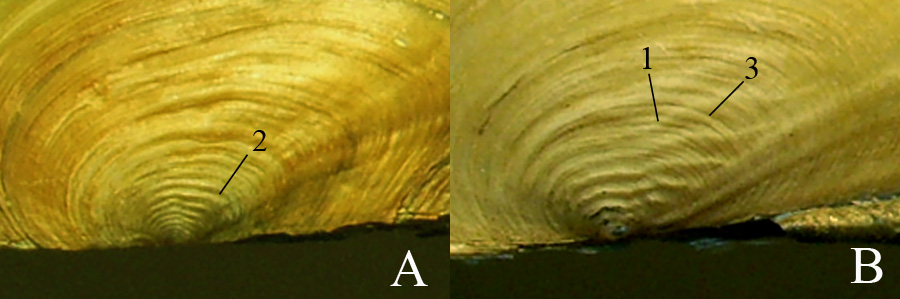 Макушечная скульптура Anodonta cygnea (A) и Anodonta anatina