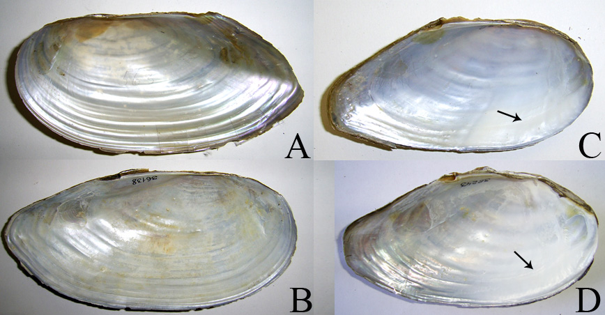 Внутренняя поверхность створок Anodonta cygnea (A, B) и Anodonta anatina (C, D)