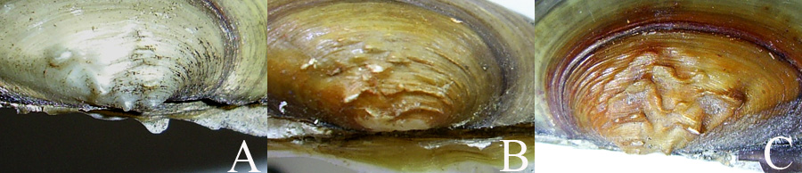 Изменчивость окраски раковин Unio pictorum