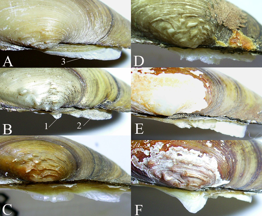 Изменчивость кардинальных зубов левой створки у Unio pictorum