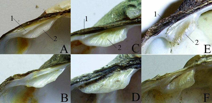 >Кардинальные зубы правой створки у разных видов перловиц