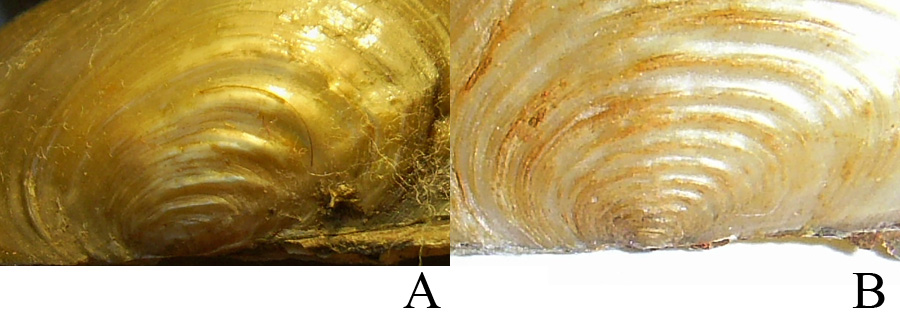 Макушечная скульптура Sinanodonta woodiana (A) и Anodonta cygnea