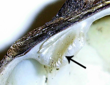 Антитезис 3