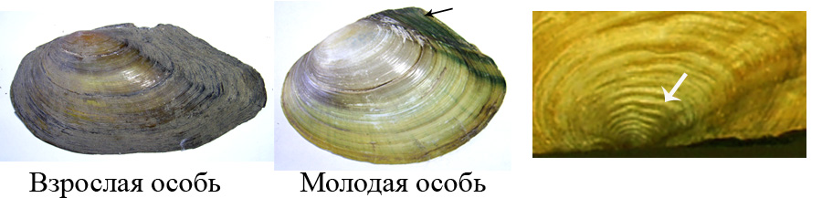 Антитезис 4