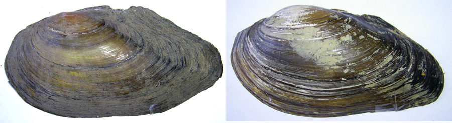 Антитезис 5