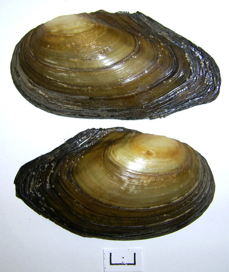 Anodonta anatina