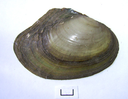 Anodonta anatina