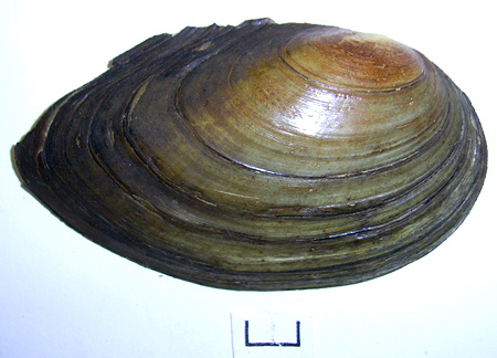 Anodonta anatina