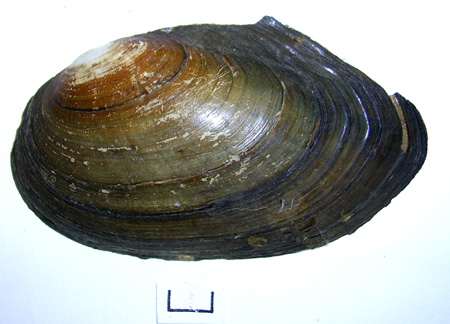 Anodonta anatina
