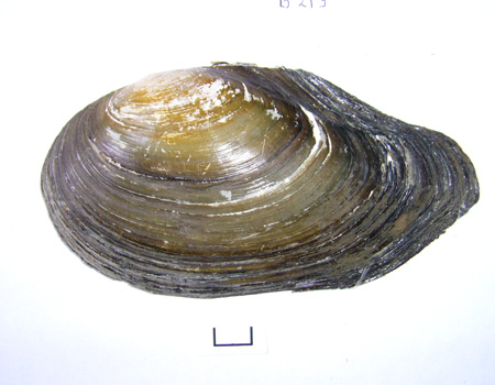 Anodonta anatina