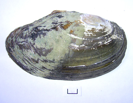 Anodonta anatina
