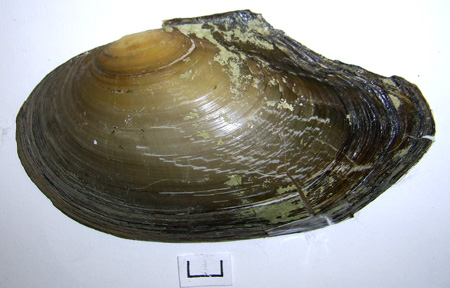Anodonta anatina
