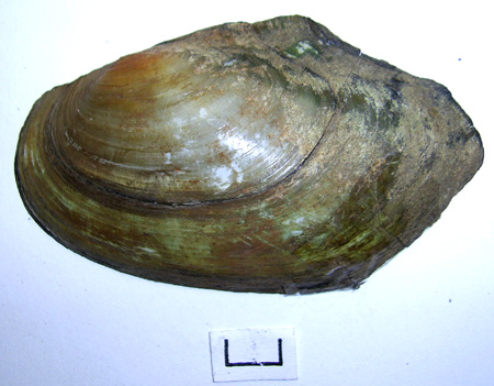 Anodonta anatina