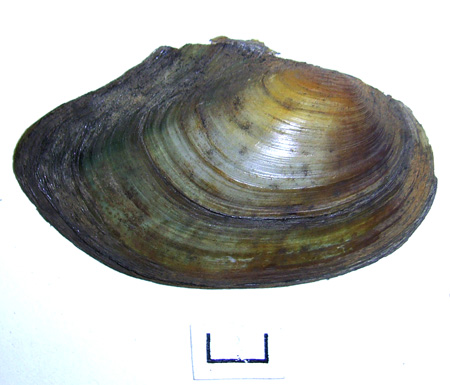 Anodonta anatina