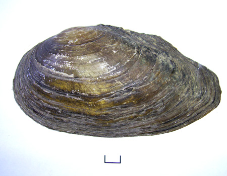 Anodonta anatina