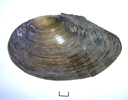 Anodonta anatina