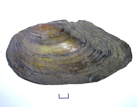 Anodonta anatina