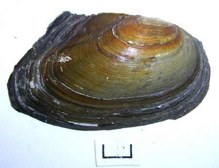 Anodonta anatina