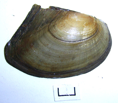Anodonta anatina