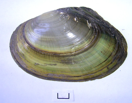 Anodonta anatina