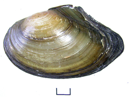 Anodonta anatina