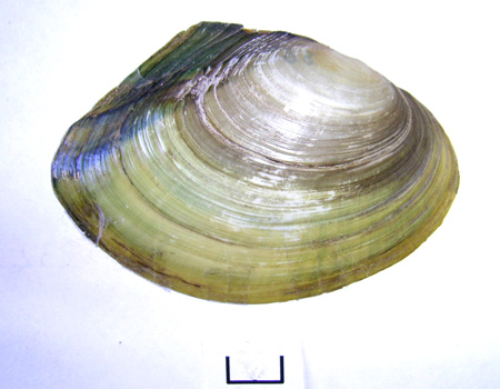 Anodonta anatina