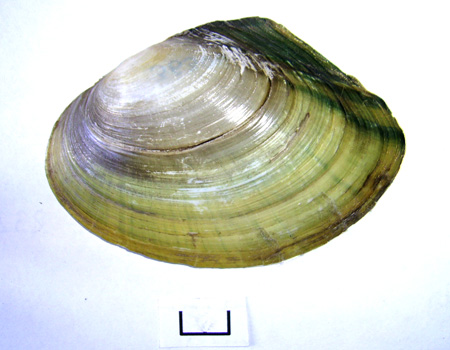 Anodonta anatina