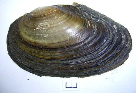 Anodonta anatina