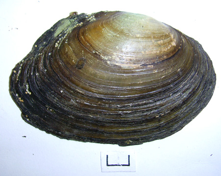 Anodonta anatina