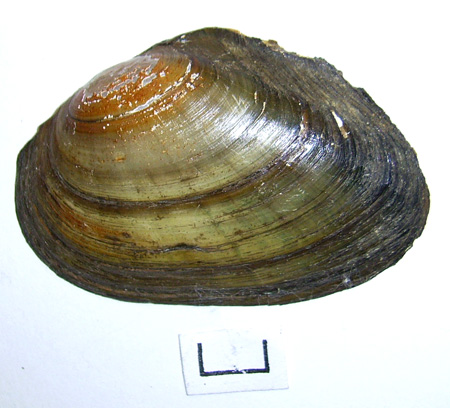 Anodonta anatina