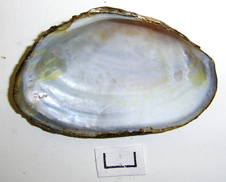 Anodonta anatina