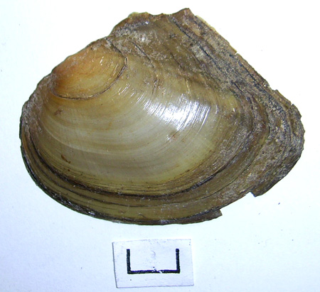 Anodonta anatina