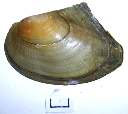 Anodonta anatina