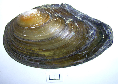 Anodonta anatina
