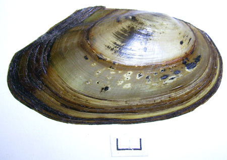 Anodonta anatina