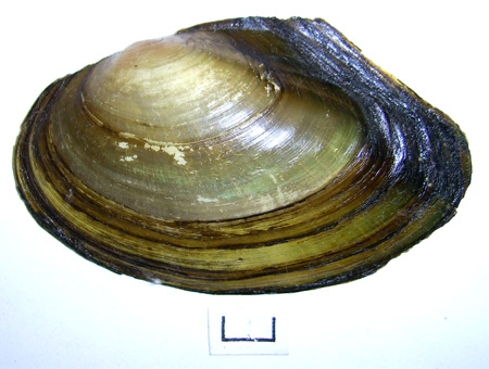 Anodonta anatina