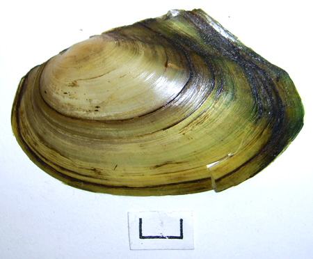 Anodonta anatina
