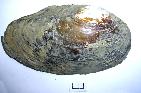 Anodonta anatina