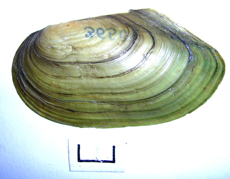 Anodonta cygnea