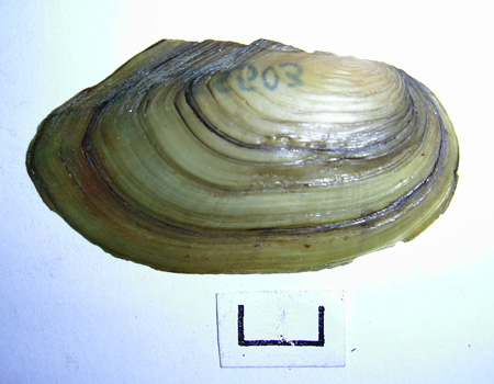 Anodonta cygnea
